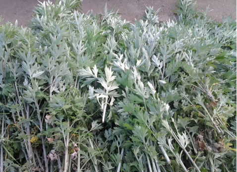 華展貓先生，端午節(jié)，垃圾分類